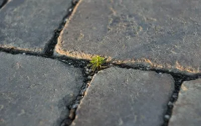 5 Ways to Prevent Weed Growth Between Paving Stones